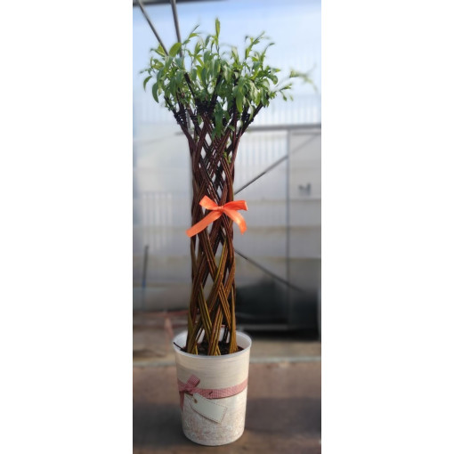 Dunkle Korbweide (Salix alba x purpurea)