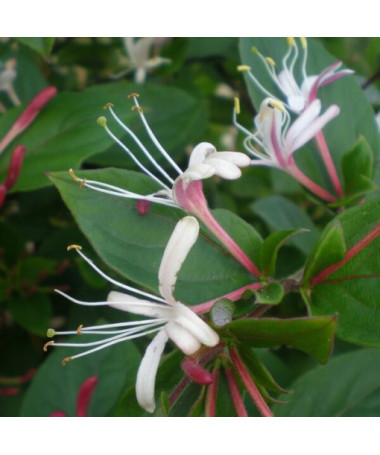 Duftende Japanische Geißschlinge ‘Purpurea' P9/C1