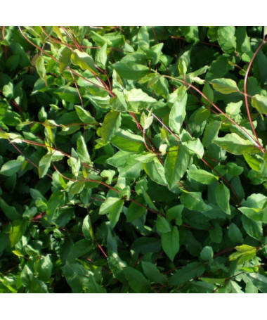 Duftende Japanische Geißschlinge ‘Purpurea' P9/C1