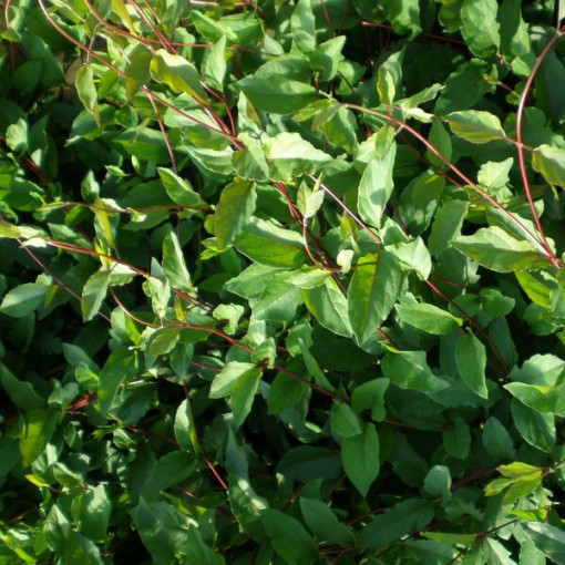 Duftende Japanische Geißschlinge ‘Purpurea' P9/C1