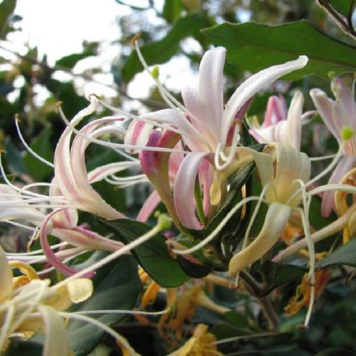 Duftende Japanische Geißschlinge ‘Purpurea' P9/C1