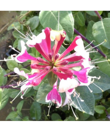 Heckrotti-Geißblatt, duftende Kletterpflanze, 4L