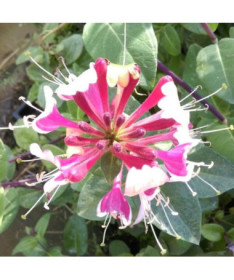 Heckrotti-Geißblatt, duftende Kletterpflanze, 4L