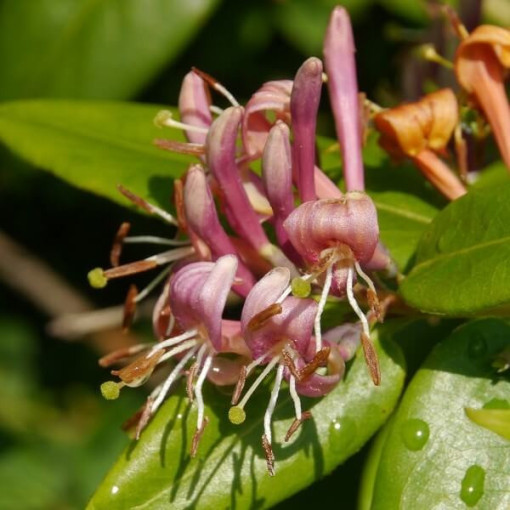 Heckrotti-Geißblatt, duftende Kletterpflanze, 4L