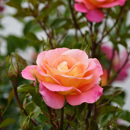 Edelrose 'Bicolette' im 2L-Topf