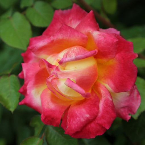 Edelrose 'Bicolette' im 2L-Topf