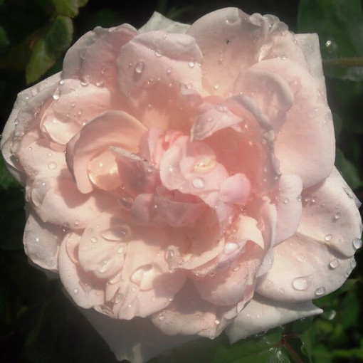 Kletterrose 'New Dawn' Topf, 2L