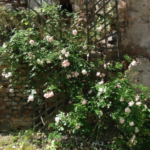 Kletterrose 'New Dawn' Topf, 2L