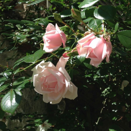 Kletterrose 'New Dawn' Topf, 2L