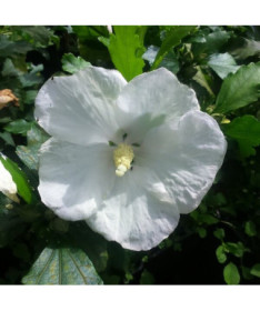 Syrischer Hibiskus (Hibiscus) 'William R. Smith', 2L