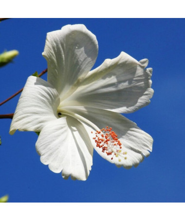 Syrischer Hibiskus (Hibiscus) 'William R. Smith', 2L