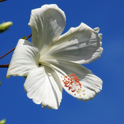Syrischer Hibiskus (Hibiscus) 'William R. Smith', 2L