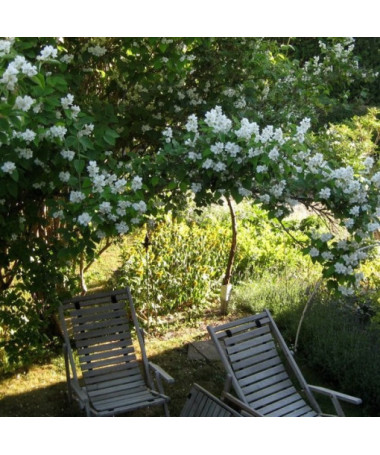 Pfeifenstrauch (Philadelphus coronarius) weiß duftend, 2L