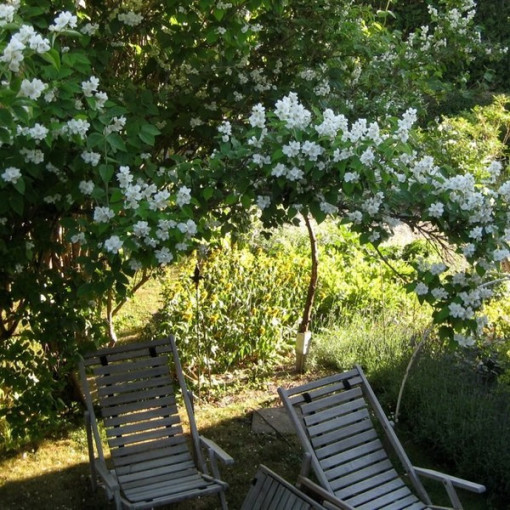 Pfeifenstrauch (Philadelphus coronarius) weiß duftend, 2L