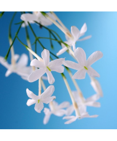 Blühender Jasmin im Topf, 2L