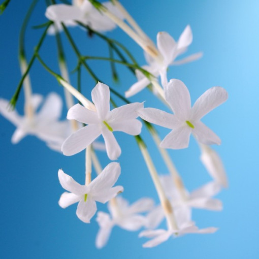 Blühender Jasmin im Topf, 2L