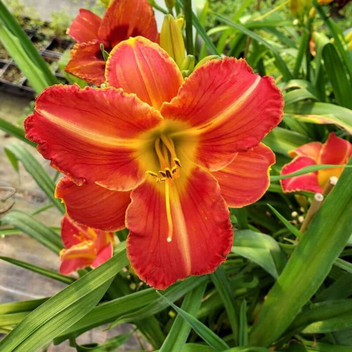 Taglilie Red East im 2L-Topf.