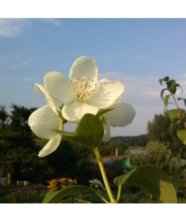 Weißer duftender Pfeifenstrauch (Philadelphus coronarius)