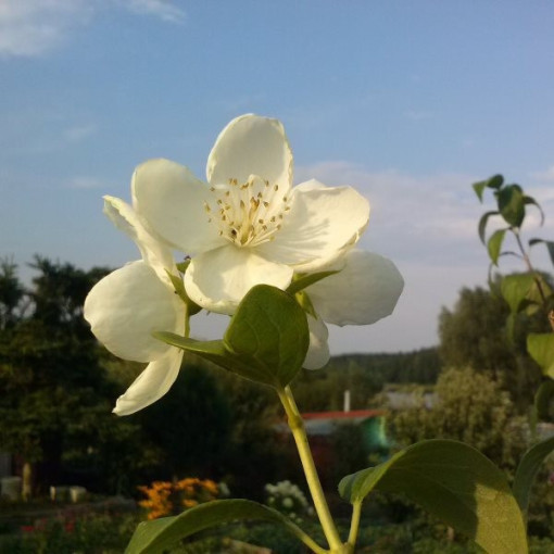Weißer duftender Pfeifenstrauch (Philadelphus coronarius)