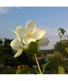 Weißer duftender Pfeifenstrauch (Philadelphus coronarius)