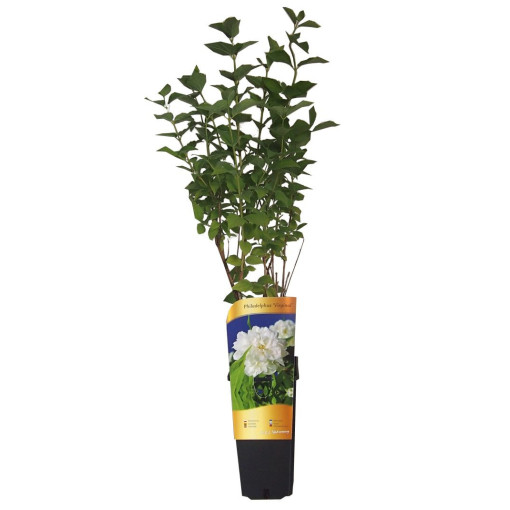 Weißer duftender Pfeifenstrauch (Philadelphus coronarius)