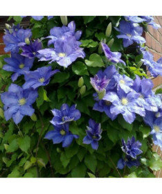 Clematis Rhapsody