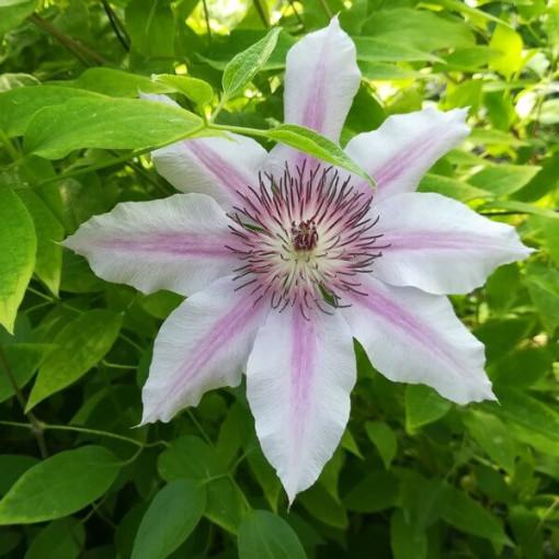 Clematis Nelly Moser (großblumig), 2L