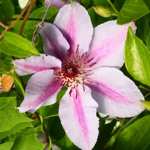 Clematis Nelly Moser (großblumig), 2L