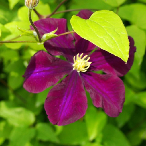 Clematis 'Warszawska Nike' (großblumig), 4L