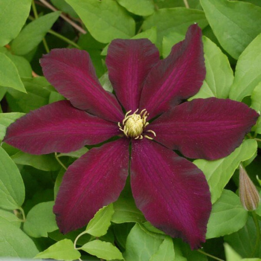Clematis 'Warszawska Nike' (großblumig), 4L