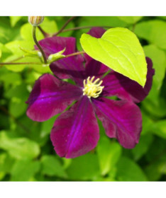 Clematis 'Warszawska Nike' (großblumig), 2L