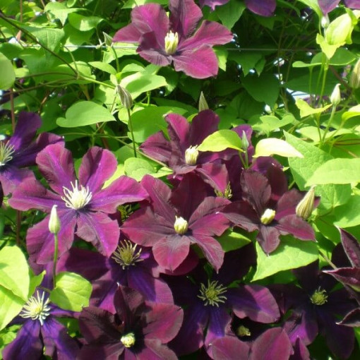 Clematis 'Warszawska Nike' (großblumig), 2L