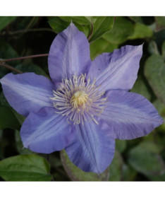 Clematis 'Vyvyan Pennell' (großblumig), 4L