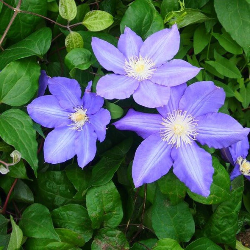 Clematis 'Vyvyan Pennell' (großblumig), 4L