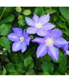Clematis ‘Vyvyan Pennell' (großblütig) 2‑Liter‑Topf