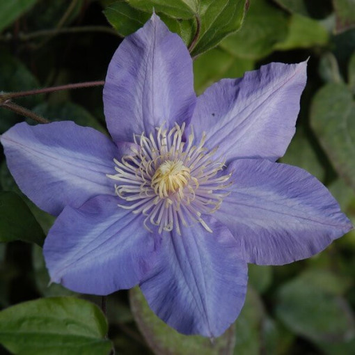 Clematis ‘Vyvyan Pennell' (großblütig) 2‑Liter‑Topf