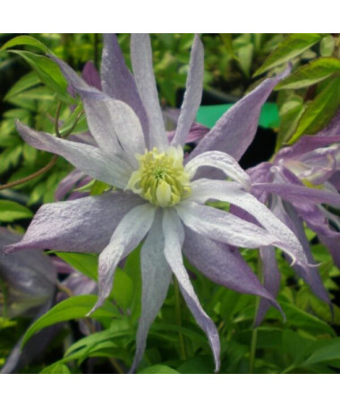 Botanische Clematis ‘Violet Pink' GEFÜLLT, 2‑Liter‑Topf