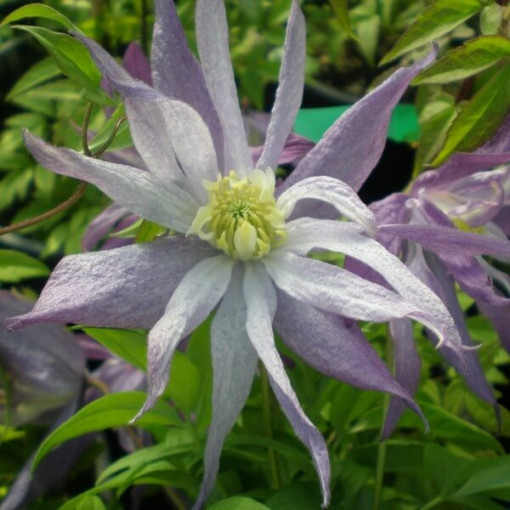 Botanische Clematis ‘Violet Pink' GEFÜLLT, 2‑Liter‑Topf