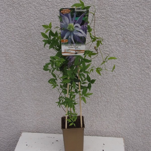 Botanische Clematis ‘Violet Pink' GEFÜLLT, 2‑Liter‑Topf