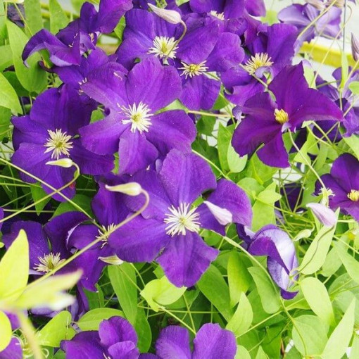 Clematis ‘Viola' (großblütig) 4‑Liter‑Topf