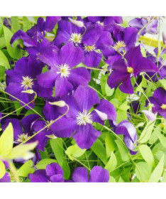 Clematis ‘Viola' (großblütig) 4‑Liter‑Topf