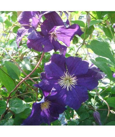 Clematis ‘Viola' (großblütig) 4‑Liter‑Topf