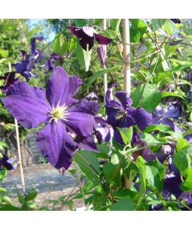 Clematis ‘Viola' (großblütig) 2‑Liter‑Topf