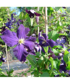 Clematis ‘Viola' (großblütig) 2‑Liter‑Topf
