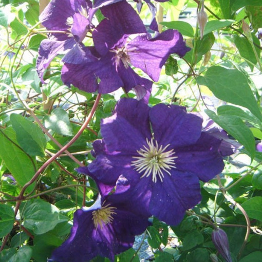 Clematis ‘Viola' (großblütig) 2‑Liter‑Topf