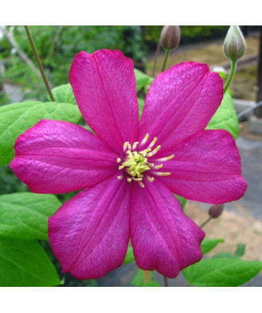Clematis ‘Ville de Lyon' 2‑Liter‑Topf