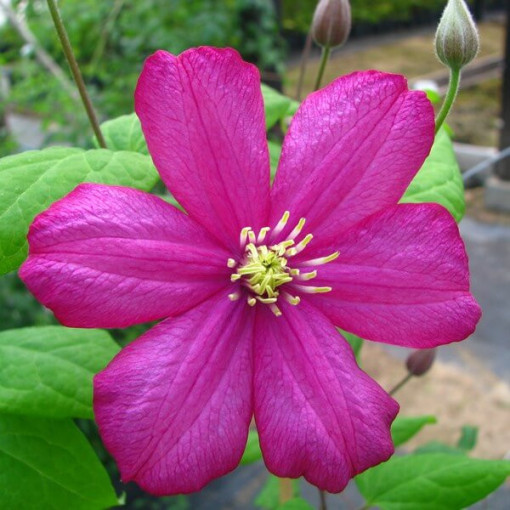 Clematis ‘Ville de Lyon' 2‑Liter‑Topf
