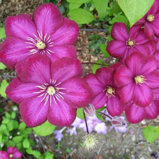 Clematis ‘Ville de Lyon' 2‑Liter‑Topf