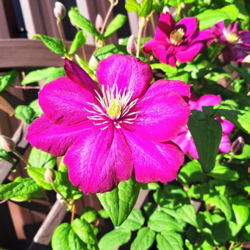 Clematis ‘Ville de Lyon' 2‑Liter‑Topf