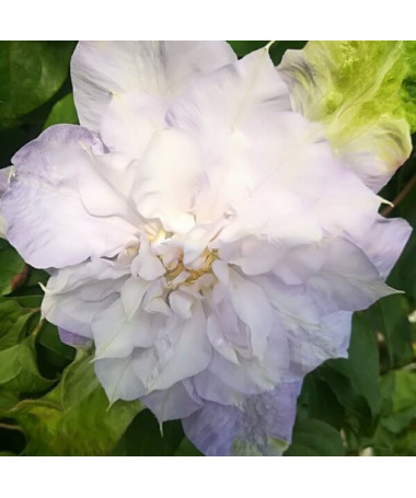 Waldrebe ‘Veronica's Choice' (großblütig, gefüllt) im 4‑Liter‑Topf